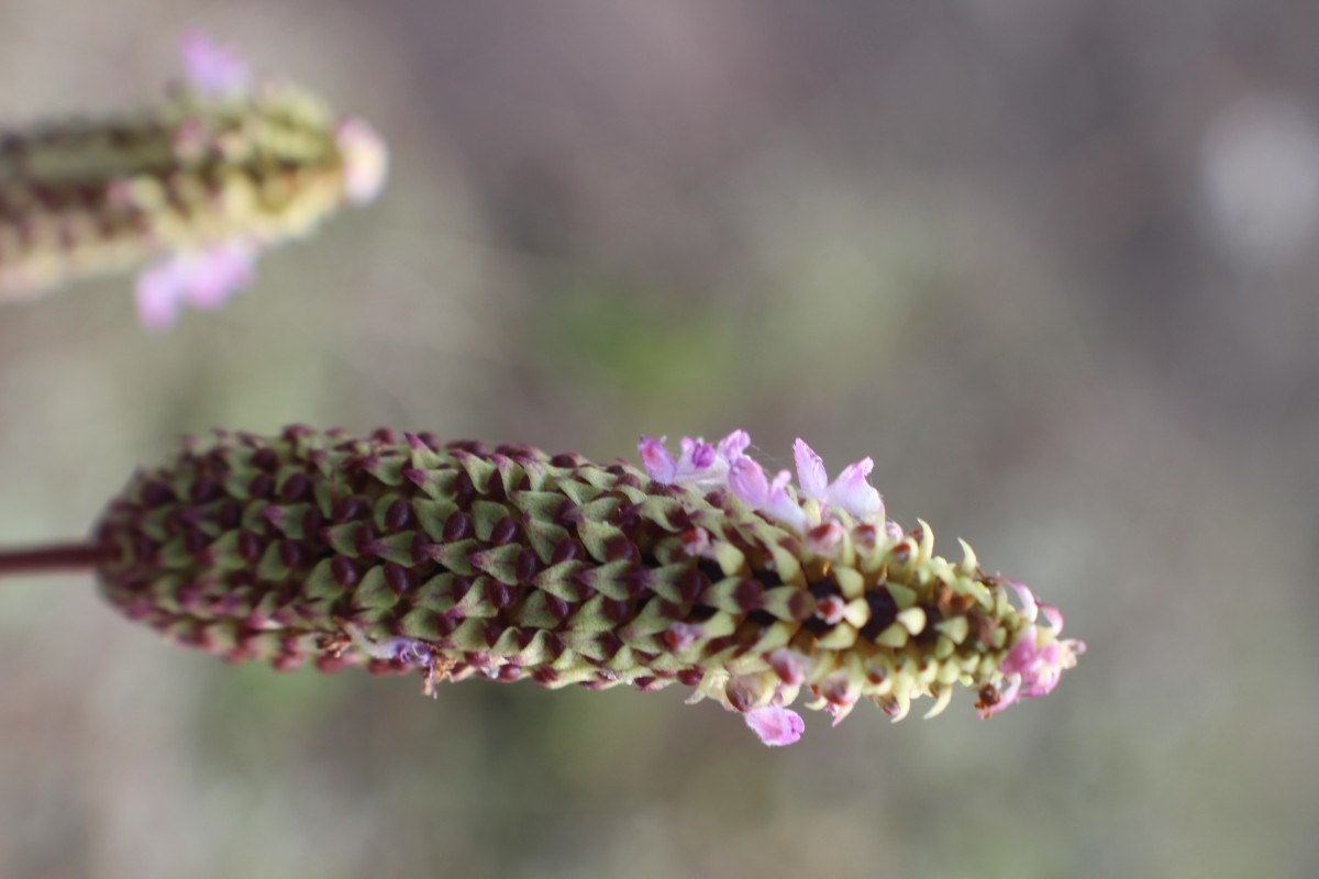 Coleus strobilifer (Roxb.) A.J.Paton